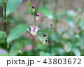 タイワンホトトギスの花ー絶滅危惧IA類 (CR） 43803672