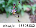タイワンホトトギスの花ー絶滅危惧IA類 (CR） 43803682