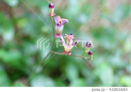 タイワンホトトギスの花ー絶滅危惧IA類 (CR) タイワンホトトギスの花ー絶滅危惧IA類 (CR) 43803683