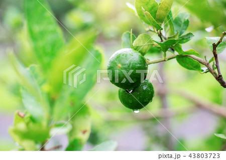 Lemon of young in the spring. 43803723