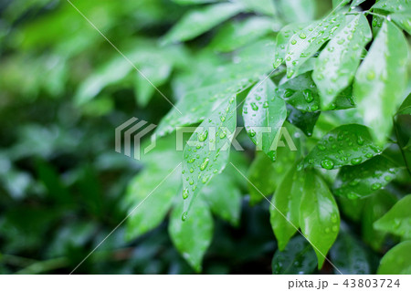 Leaves tree in the spring. Leaves tree in the spring. 43803724