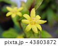キバナノホトトギスの花ー絶滅危惧II類(VU） 43803872