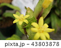キバナノホトトギスの花ー絶滅危惧II類(VU） 43803878