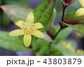 キバナノホトトギスの花ー絶滅危惧II類(VU） 43803879