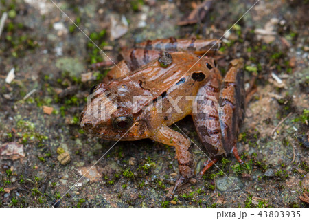 The Borneo's Frog, Sabah, Malaysia 43803935