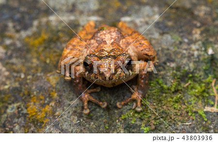 The Borneo's Frog, Sabah, Malaysia 43803936