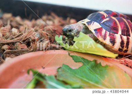東ヘルマンリクガメの食事シーンの写真素材