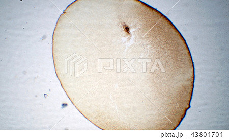 カエルの卵単細胞顕微鏡写真 カエルの卵単細胞顕微鏡写真 43804704