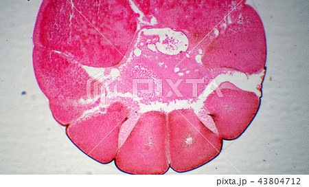 カエルの卵分裂期の顕微鏡写真 43804712