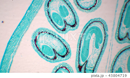 植物の老胚断面の顕微鏡写真 43804719