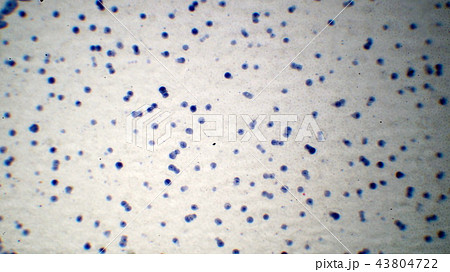 動物細胞有糸分裂の顕微鏡写真の写真素材