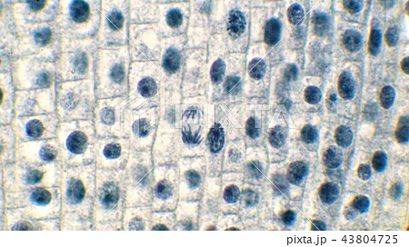 植物細胞の有糸分裂顕微鏡写真の写真素材 [43804725] - PIXTA