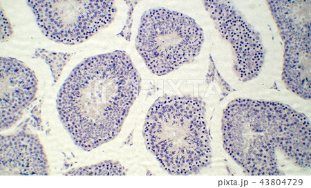 精巣断面の顕微鏡写真 43804729