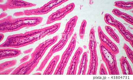 小腸断面の顕微鏡写真 小腸断面の顕微鏡写真 43804731