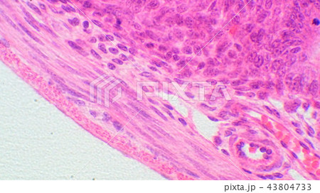 小腸断面の顕微鏡写真 43804733