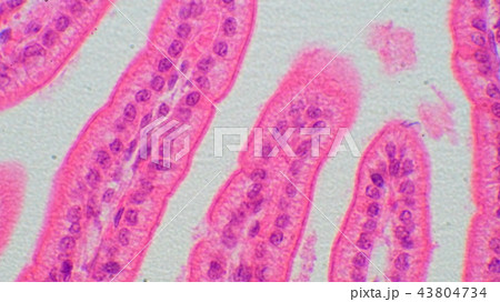 小腸断面の顕微鏡写真 43804734
