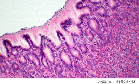 胃内壁の断面顕微鏡写真 43804743