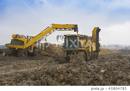harvesting sugar beets harvesting sugar beets 43804785