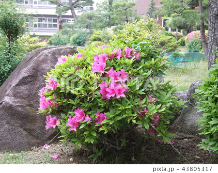 菅浦　滋賀県　湖岸集落　つつじ 43805317