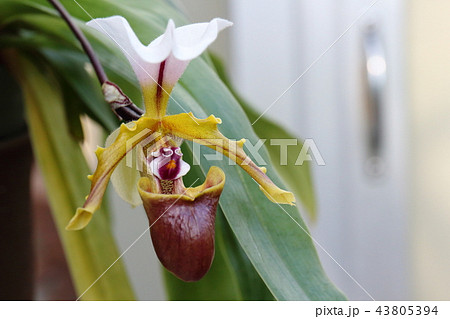 パフィオペディルム・スペケリアヌムの花 43805394