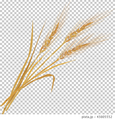 麦 43805552