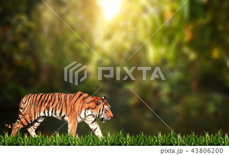 Walking tiger on sunny background Walking tiger on sunny background 43806200