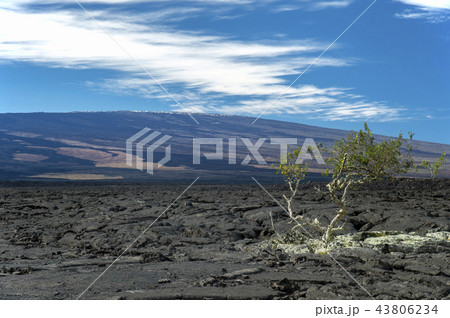Saddle Roadから見るMauna Loa山,Island of Hawaii Saddle Roadから見るMauna Loa山,Island of Hawaii 43806234