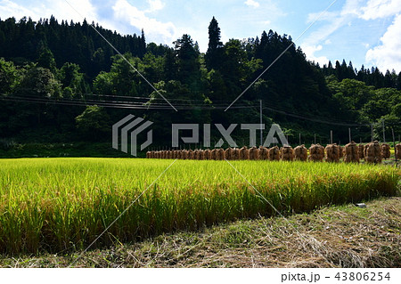 天日干し 天日干し 43806254