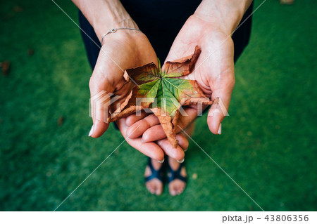 Yellow autumn leaves in the palm of a girl. 43806356