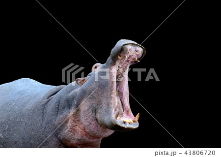 Hippo family Hippo family 43806720