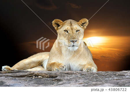 African lion in the Park South Africa 43806722