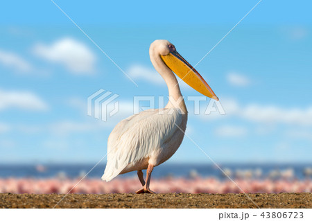 Great white pelican 43806723
