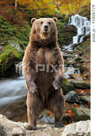 Big brown bear standing on his hind legs 43806729
