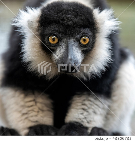 Black and white ruffed lemur portrait 43806732