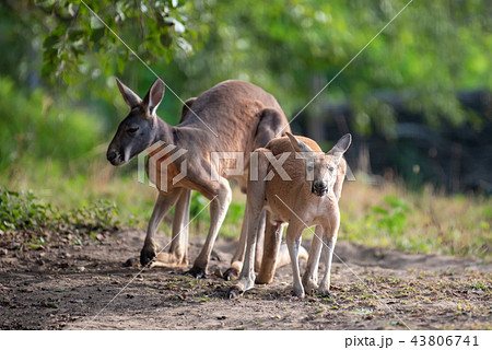 Kangaroo in a natural habitat Kangaroo in a natural habitat 43806741
