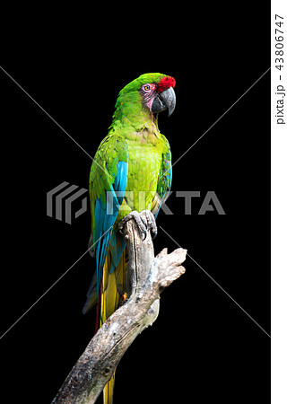 Parrot bird (Severe Macaw) sitting on the branch Parrot bird (Severe Macaw) sitting on the branch 43806747