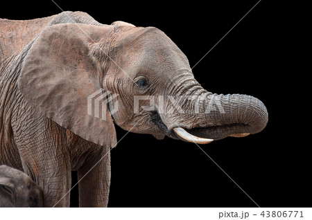 Elephant in National park of Kenya Elephant in National park of Kenya 43806771