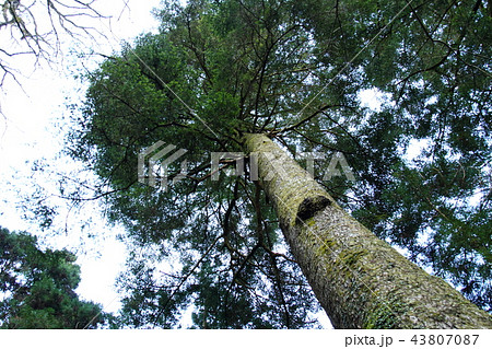 見上げる15 43807087