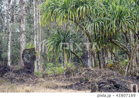 Lava Tree State Monument,Hawaii Lava Tree State Monument,Hawaii 43807189