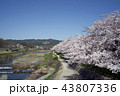 賀茂川沿いの桜並木 43807336