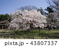 上賀茂神社の桜 43807337