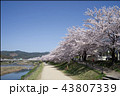 賀茂川沿の桜並木 43807339