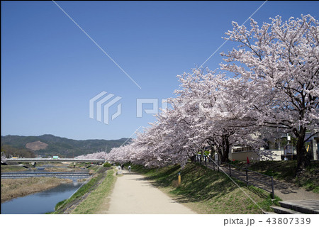 賀茂川沿の桜並木 43807339