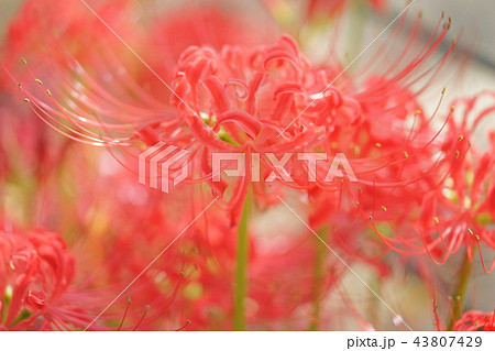 彼岸花 43807429