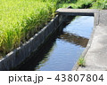 水路（水田） 43807804