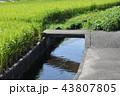 水路（水田） 43807805