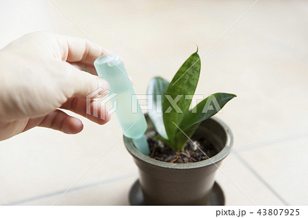 サンスベリア サンスベリア 43807925