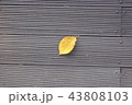 落葉 デッキ 秋 43808103