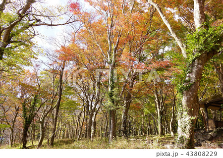 湖畔ふれあい園地 紅葉 湖畔ふれあい園地 紅葉 43808229