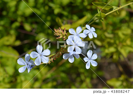 Blue plumbago Blue plumbago 43808247